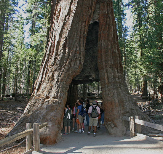 Giant Sequoia, Yosemite | Foto: Sanjay ach via Wikimedia Commons 