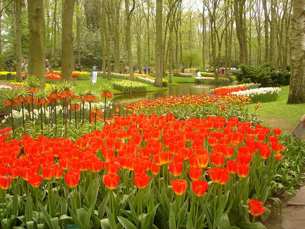 Orange Tulip Scholarships - Bolsas para Holanda | Foto: Tiago Fioreze, via Wikimedia Commons