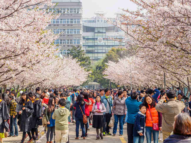 Festival Cherry Blosson da Universidade de Tongji | Foto: yanjf, via iStock