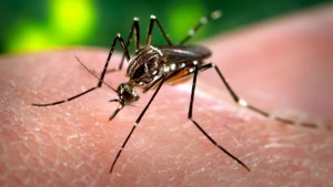 O mosquito causador dessas doenças